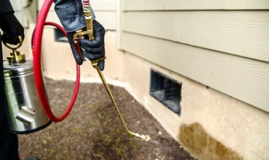 Why Is It Hard To Remove Pests In The Summer?