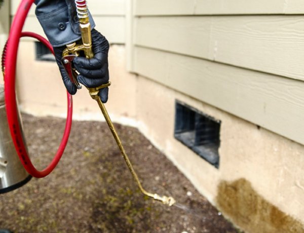 Why Is It Hard To Remove Pests In The Summer?