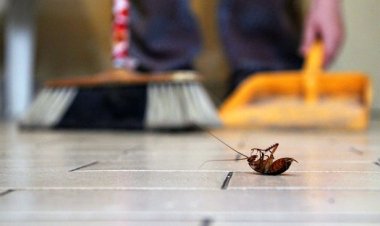 The Best Simple Steps to Keep Homes Pest-Free