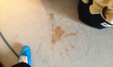 How Can I Get Vomit Stains Out of My Carpet?