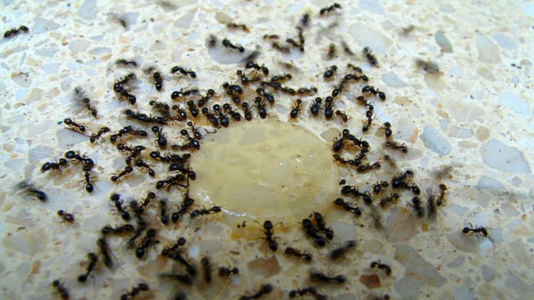 Learn From The Expert The Simple Tricks To Get Rid Of Ants