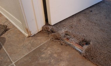 Is It Accurate To Say That You Worry About Having To Repair Your Pricey And Valuable Carpets? Elect Us: