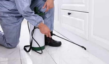 What Is The Best Way To Get Rid Of Pests In Your Home