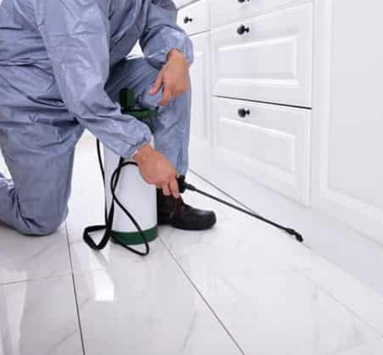 What Is The Best Way To Get Rid Of Pests In Your Home