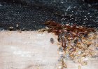 Can Bed Bugs Affect Your Health?