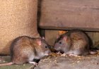 Common Signs Of Rodent Infestations And Mice Infestations