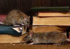 Does The Adelaide Council Charge To Remove Rats?