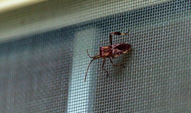 7 Tips to Pest-Proof Your HVAC System