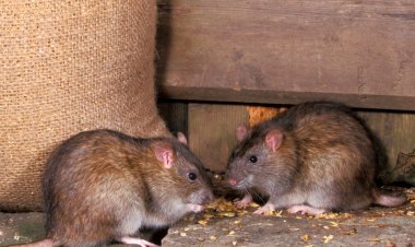 Common Signs Of Rodent Infestations And Mice Infestations
