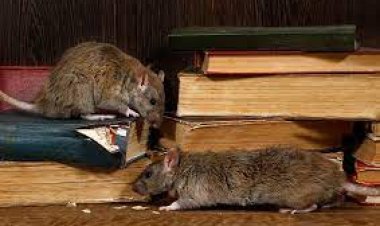 Does The Adelaide Council Charge To Remove Rats?