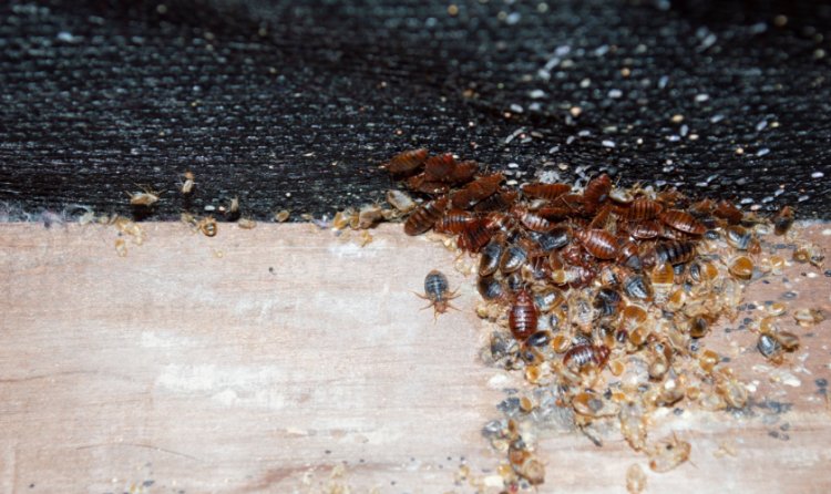 Can Bed Bugs Affect Your Health?