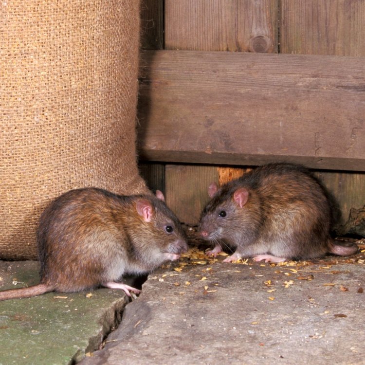 Common Signs Of Rodent Infestations And Mice Infestations