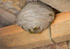 Wasp And Hornet Removal Tips