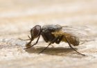 How To Control Flies In House?