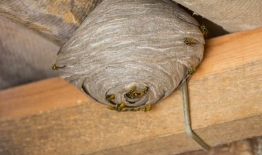 Wasp And Hornet Removal Tips