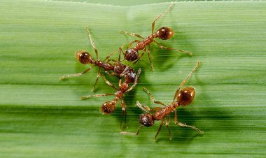 How To Get Rid Of Fire Ants In 4 Steps?