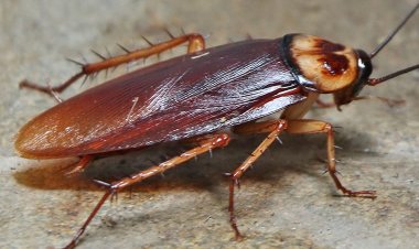 How to Get Rid of Cockroaches