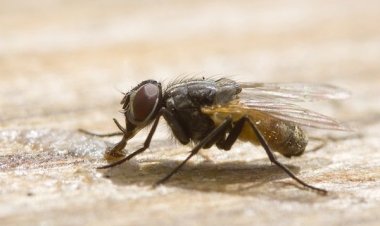 How To Control Flies In House?