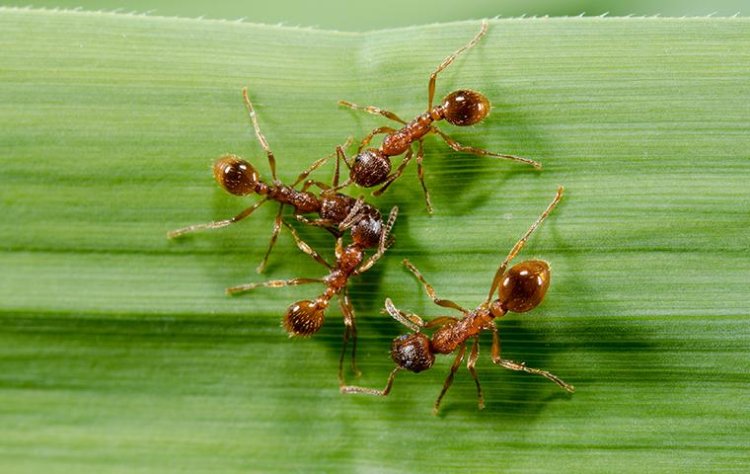 How To Get Rid Of Fire Ants In 4 Steps?