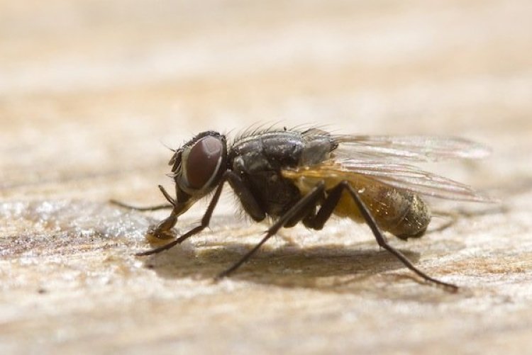 How To Control Flies In House?