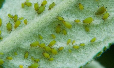 Garden Guardians: Protecting Your Plants from Insects and Pests